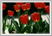Tulips, Marburg