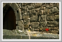 Tulip peeking over on old stone wall, Marburg