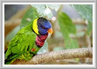 Lorikeet at the San Diego Wild Animal Park