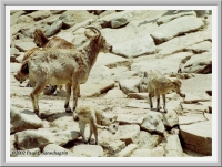 Mountain goats at the San Diego Wild Animal Park