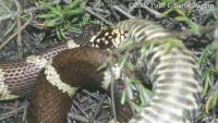 Wildlife at Torrey Pines State Reserve
