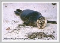 Baby Harbor seal