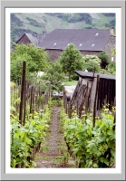 Mosel village and vineyard