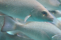 Fish at Homosassa Springs