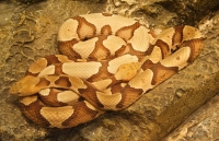 Copperheads(?)