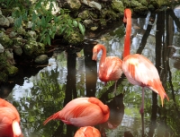 Flamingos
