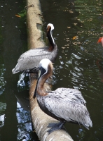 Pelicans