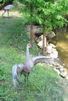 Sand Hill Crane flirting