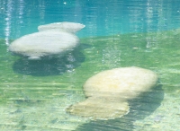 Manatees