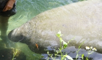 Manatee