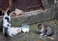 Kittens in Kotor