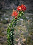 At Slaughter Canyon trailhead near Carlsbad, NM