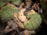 Hiking the McKittrick Canyon trail in Guadalupe Mountains National Park