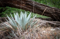 Hiking the McKittrick Canyon trail in Guadalupe Mountains National Park