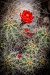 In Guadalupe Mountains National Park