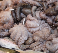 Octopuses at the Market