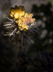 In Guadalupe Mtns NP