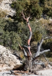 Along the Devil's Hall Trail in Guadalupe Mtns NP