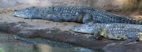 IMG_7572.CR2