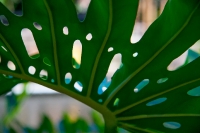 Leaf Detail