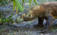 Komodo Dragon on the Maharajah Jungle Trek