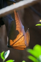 Rodrigues fruit bat on the Maharajah Jungle Trek