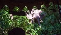 On the Jungle Cruise