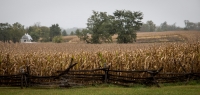 The Cornield at Antietam National Battlefield