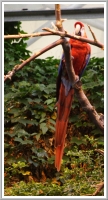 Parrot at the Biodome de Montreal