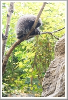 Porcupine at the Biodome