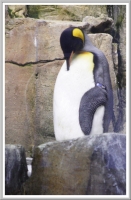 Emporer penguin at the Biodome